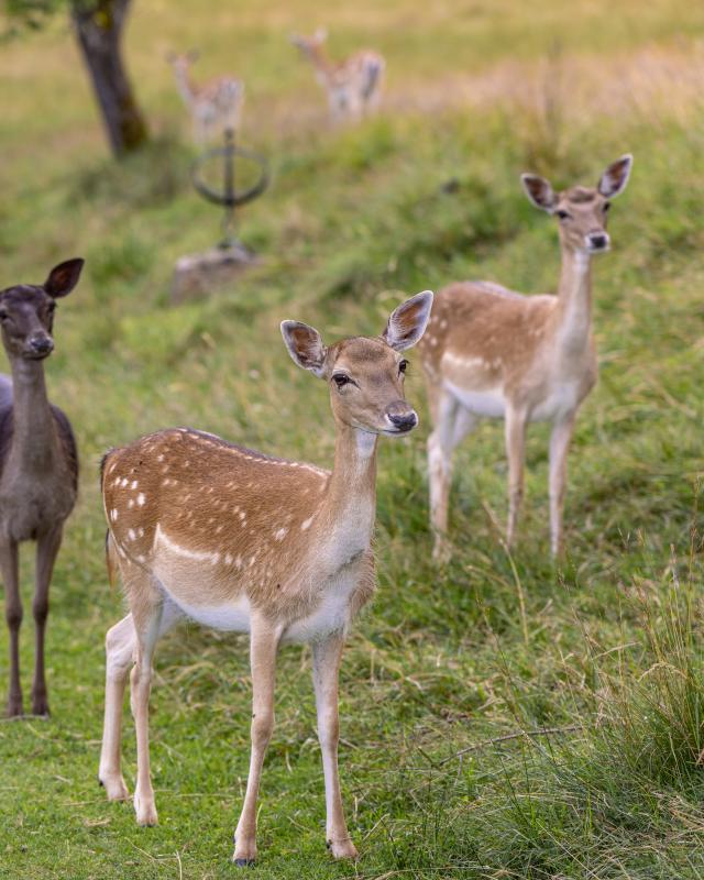 NGL Juli 24-111 NGL Juli 24-111